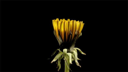 Daisy Bloom